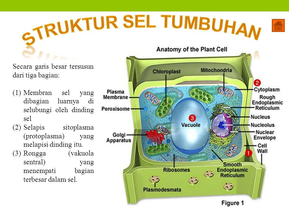 pengertian sel tumbuhan